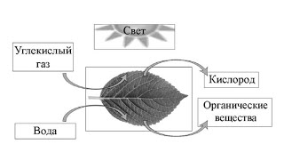 Все процессы листа, которые надо знать для ВПР 6го класса