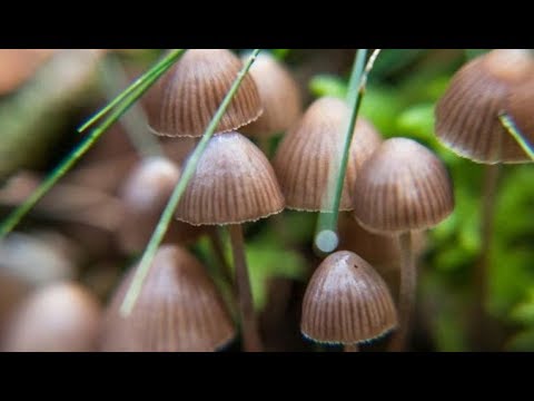Video: Si i rregulloni kërpudhat morel?
