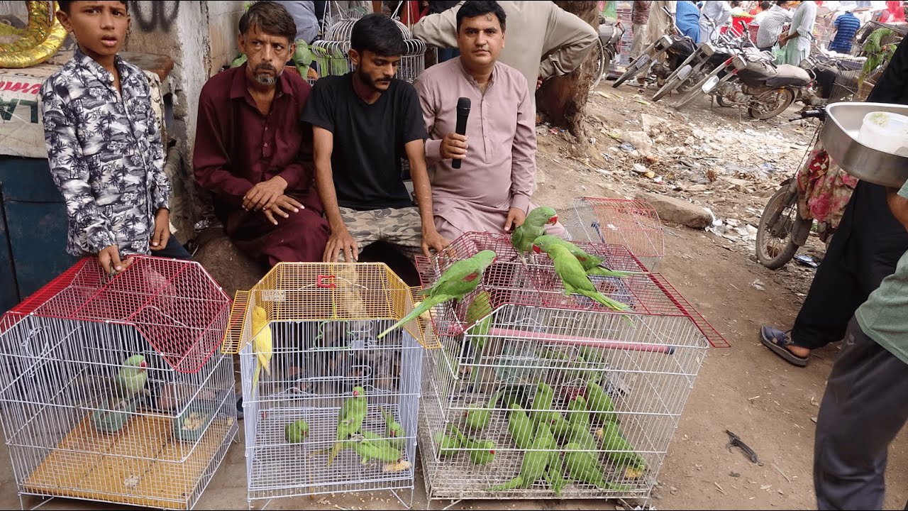 Birds Market Lalukhet Sunday Video Latest Update Part II | Exotic Birds and Fancy Hens Chicks