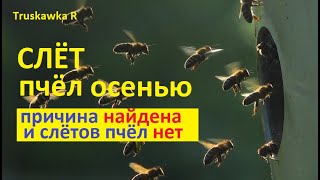 Пчёлы исчезают осенью. Слёт пчёл? Или всё оказалось гораздо проще. Мои поиски и результат ЕСТЬ !!!