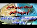 أسماك عروس البحر أو عروسة البحر