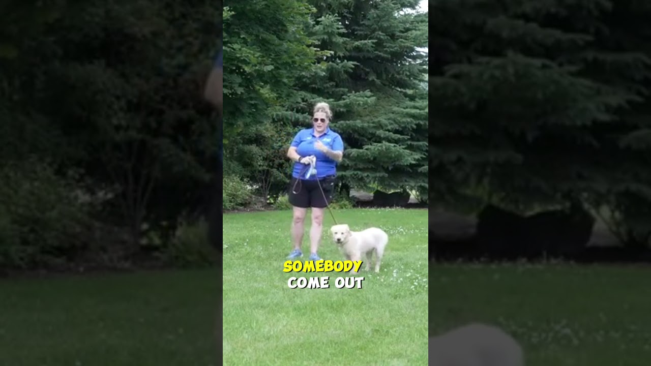 Up the Ante With Your Puppy Distraction Training!