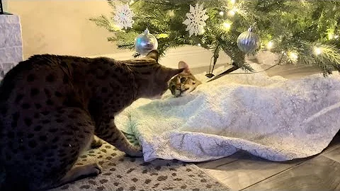 Watch the video about F2 Savannah Cats Playing And Having Some Fun Under The Christmas Tree.