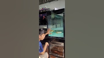 Trị bệnh xù vảy cá rồng | bệnh cá rồng hay gặp | #fishing #caucathugian #arowana #cuoccauca