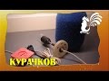 Устройство для обогрева цыплят &quot;Мамка&quot;