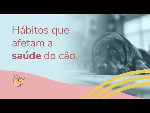 Vídeo: Como seus maus hábitos estão afetando seu cão