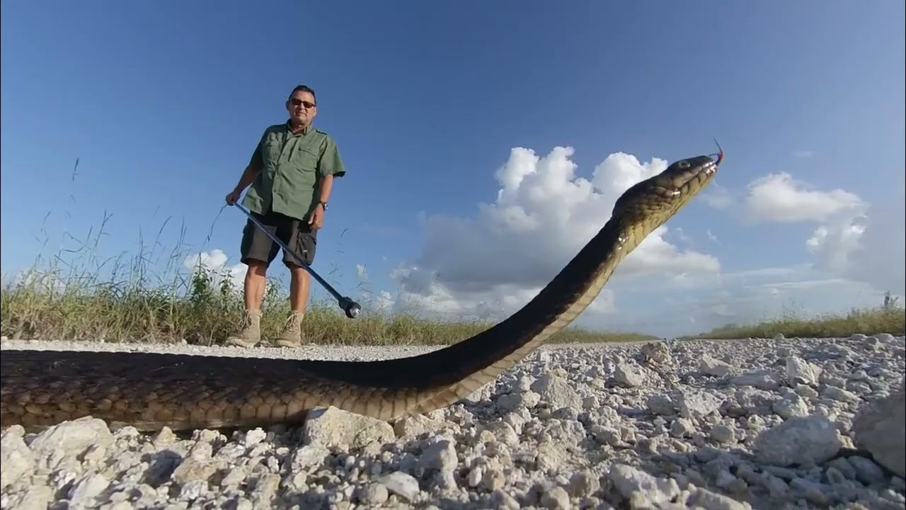 Cottonmouth in the Everglades YouTube