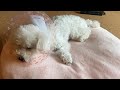 【悲報】突然倒れ意識不明の重体へ