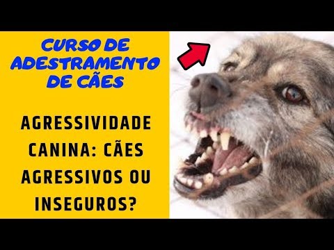 Curso de Adestramento de Cães - Agressividade Canina: Cães Agressivos Ou Inseguros?