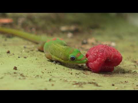 Day Geckos In Hawaii