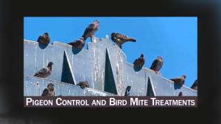 Termite Treatment Modesto CA 95355 209-456-5665 Termite Inspection