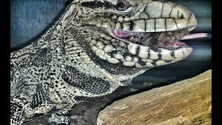 Big Tegu Feeding Video!