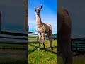 Ireland Animals Nature Lama Ireland Animals Nature Lama