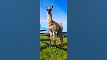 Ireland Animals Nature Lama 