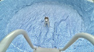 My Husky Gets His Own Giant Pool!