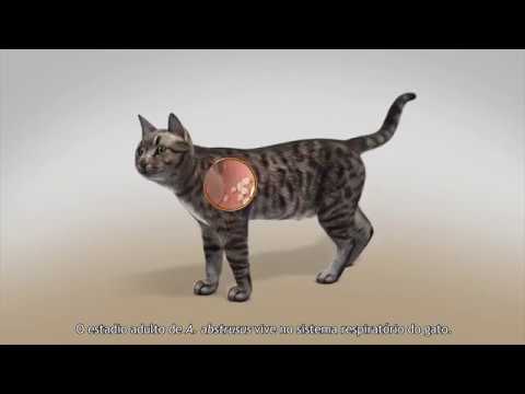 Vídeo: Eficacia De Imidacloprid 10% / Moxidectina 1% Formulación Directa (Advocate®) En La Prevención Y El Tratamiento De Aelurostrongilosis Felina