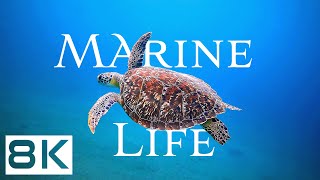 Π²ΠΈΠ΄Π΅ΠΎ: ΠΠΠ Π‘ΠΠΠ― ΠΠΠΠΠ¬ Π² 8K Ultra HD β’ Π Π°ΡΡΠ»Π°Π±Π»ΡΡΡΠΈΠ΅ ΠΌΠΎΡΡΠΊΠΈΠ΅ ΠΏΠ΅ΠΉΠ·Π°ΠΆΠΈ β’ Π€ΠΈΠ»ΡΠΌ ΠΎ ΡΠ΅Π»Π°ΠΊΡΠ°ΡΠΈΠΈ Π² ΠΎΠΊΠ΅Π°Π½Π΅ ΠΊΠ°ΡΡΠΈΠ½ΠΊΠ°: ΠΠΠ Π‘ΠΠΠ― ΠΠΠΠΠ¬ Π² 8K Ultra HD β’ Π Π°ΡΡΠ»Π°Π±Π»ΡΡΡΠΈΠ΅ ΠΌΠΎΡΡΠΊΠΈΠ΅ ΠΏΠ΅ΠΉΠ·Π°ΠΆΠΈ β’ Π€ΠΈΠ»ΡΠΌ ΠΎ ΡΠ΅Π»Π°ΠΊΡΠ°ΡΠΈΠΈ Π² ΠΎΠΊΠ΅Π°Π½Π΅
