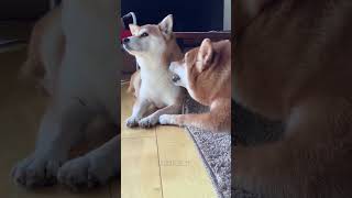 Animals funny videos | Jerry | 2 | #animals #animalsfunny