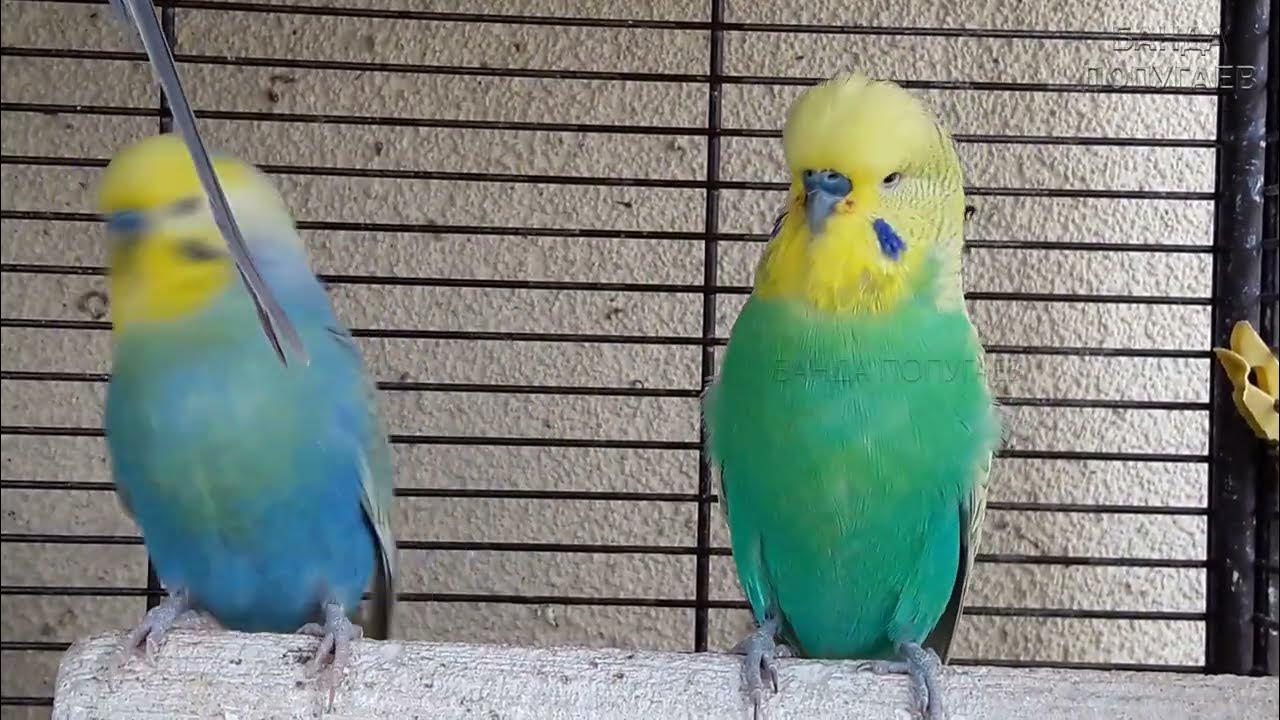 Урок для попугая привет. Как научить волнистого попугая танцевать.