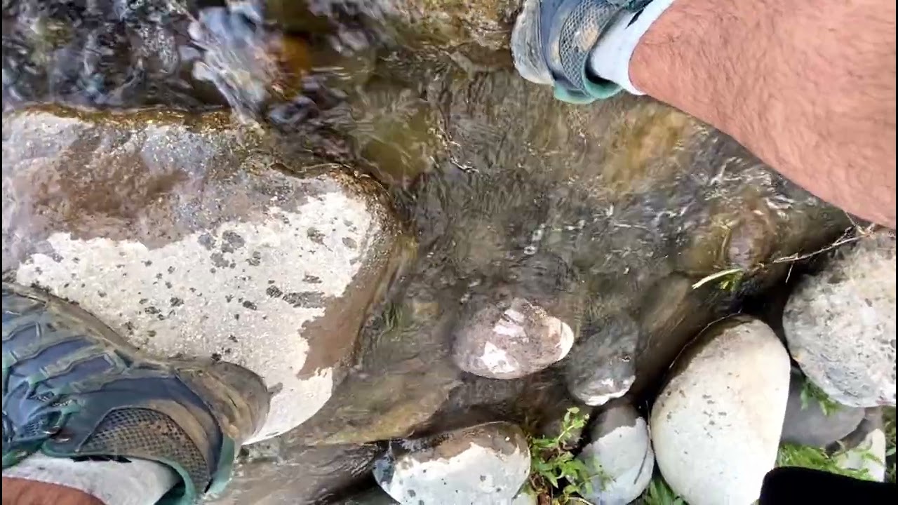 Primera Pesca de la Temporada: Mosca Seca, Mosca Ahogada… y Mi Ego Diciendo que Sacaré 10 Truchas 😂🎣