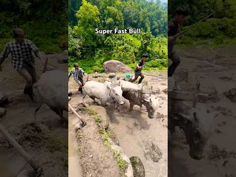 रोपाइमा गोरु कुदाउँदै | Super Fast Bull😍❤️🇳🇵  @G@Gauledance143Loc@Localvale143ending #viralvideo