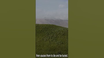 Surah Abasa by Ahmed Nufais, Riwayah Khalaf | أحمد النفيس عبس برواية خلف