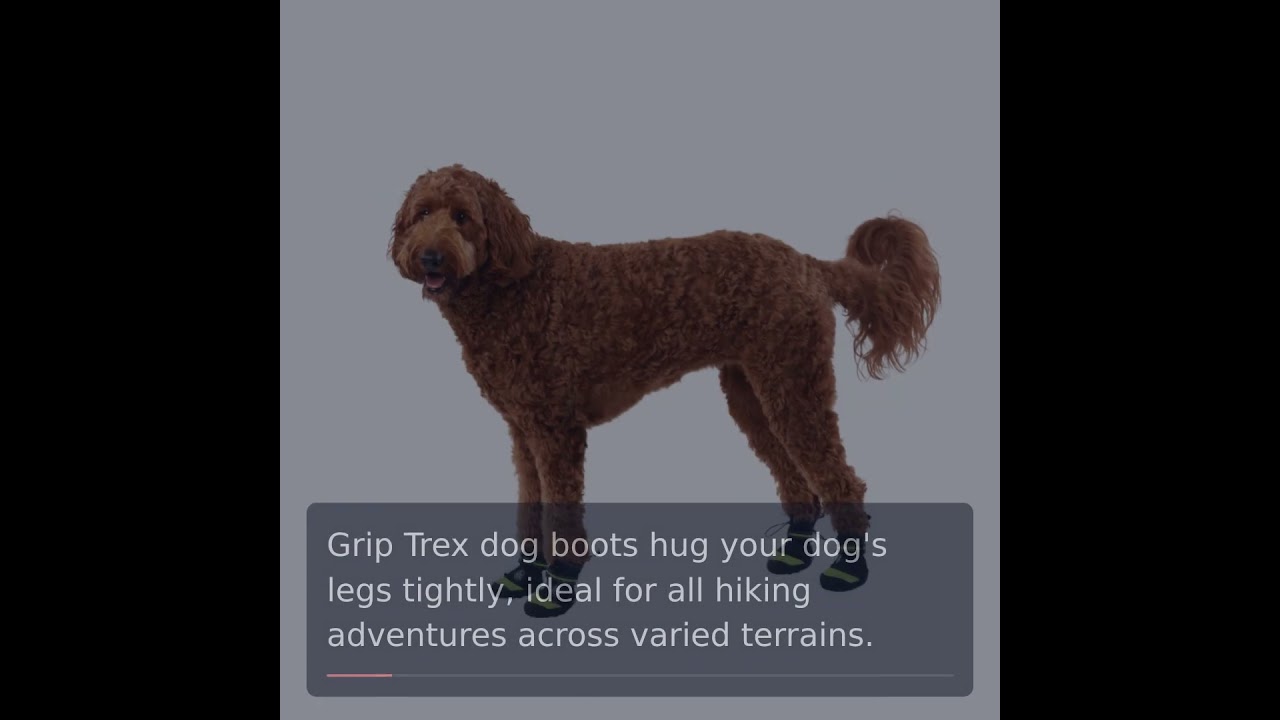 Winter Dog Boots: Keep Your Pup's Paws Safe from the Cold!