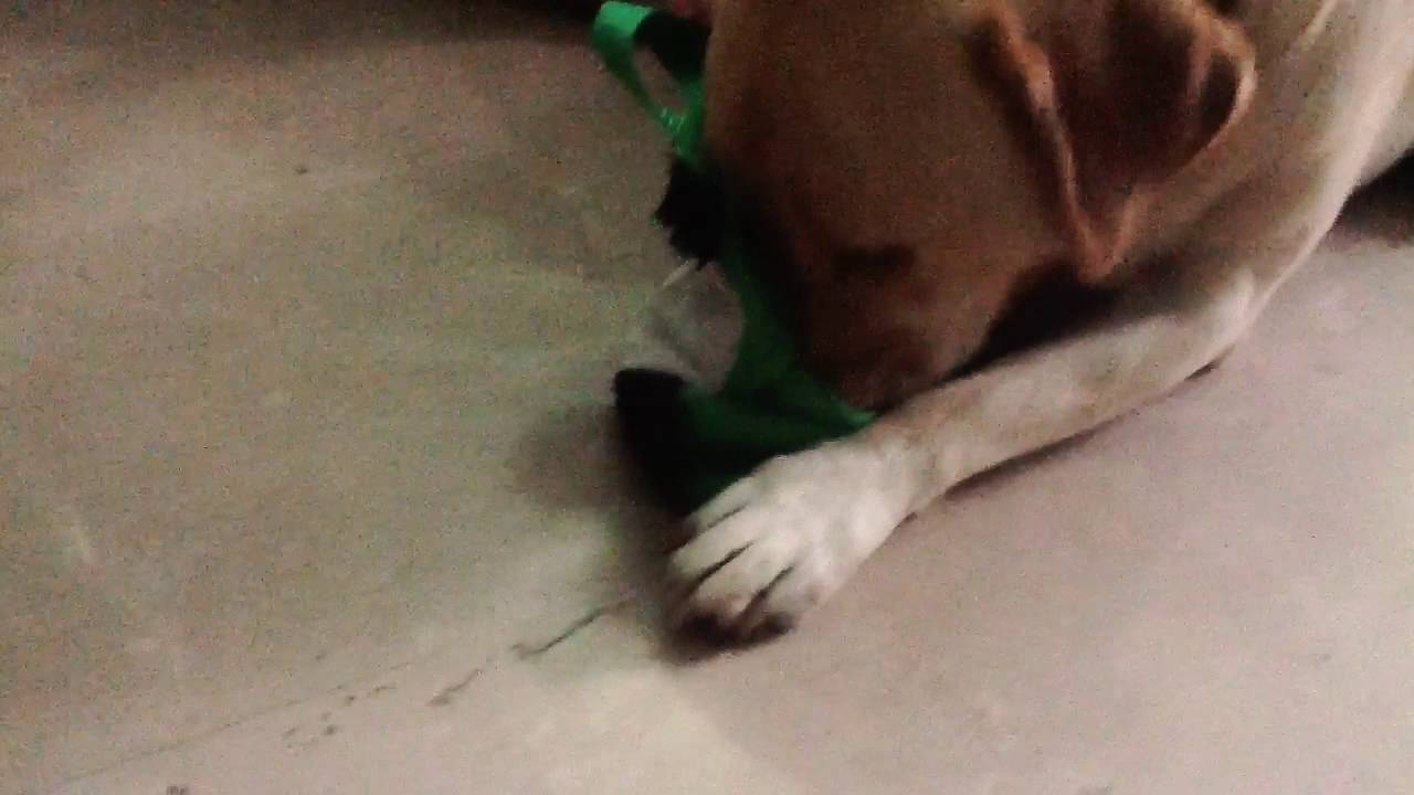 Dog eating from a stuffed animal. YouTube