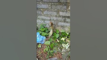 Câu cá nheo tự nhiên