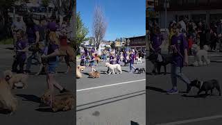 Dog's Parade #shorts #trending #viral #dog