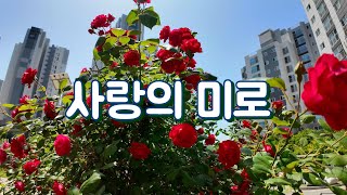 사랑의 미로 최진희 / 기타연주 임종희/부여 나래공원