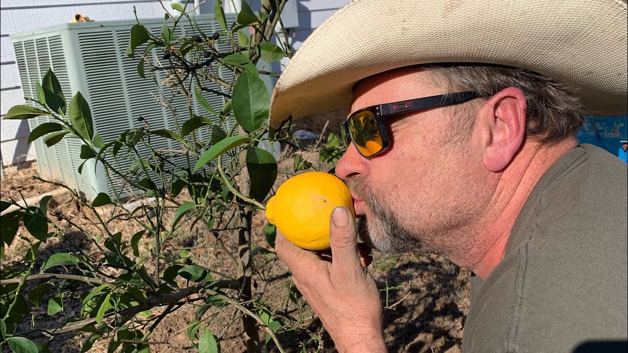 Lemon or Lime??? Plant them jokers🍋 YouTube