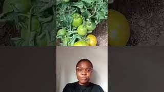 Tips to keep your tomatoe plant healthy after the rain #gardern #tomato #field #plants