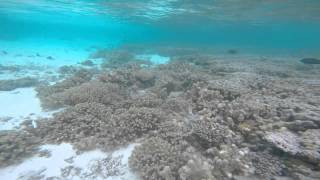 coral reefs 02092015