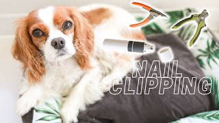 HOW TO CLIP YOUR DOG'S NAILS AT HOME // Favorite Tools and Tricks!