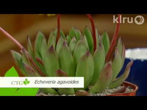 Video: Piante xeriche resistenti al freddo - Scegliere le piante di Xeriscape per i giardini della zona 5