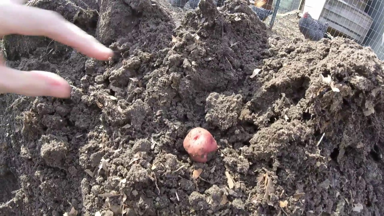 Planting Potatoes