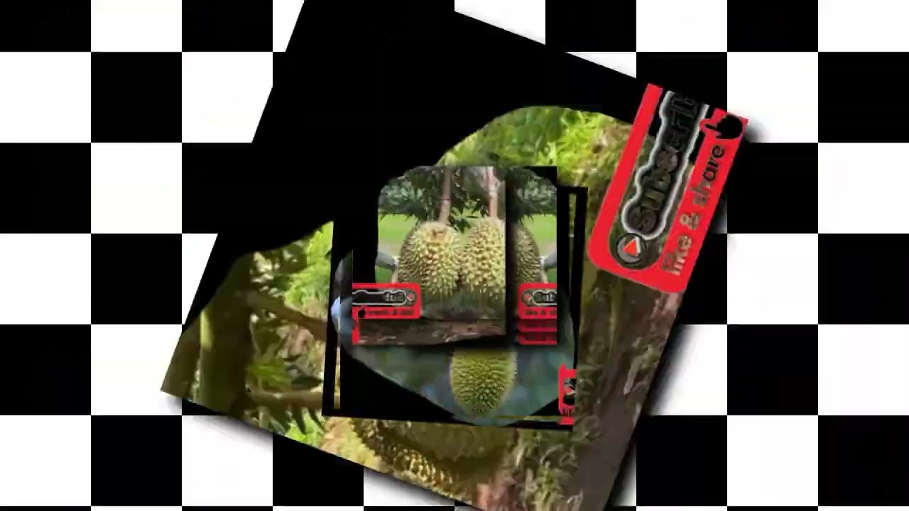 The durian is the edible fruit of several tree species belonging to the genus Durio.