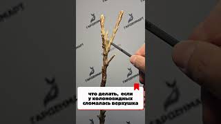 как спасти колоновидные саженцы