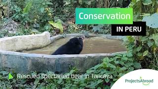 Conservation Volunteering in Peru with Projects Abroad