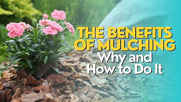 The Benefits of Mulching: Why and How to Do It