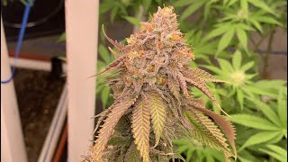 Cannabis Garden Update: Plum Crazy Zkittlez Ready To Harvest, Adding Far Red From Rapid LED