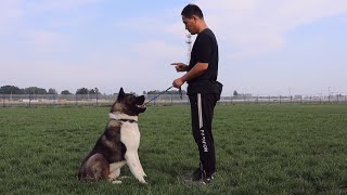 真是让人想不到如此凶险的大秋田居然也能变成一枚大暖男\Akita’s unexpected transformation! From aggressive to kind dog !