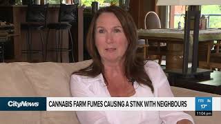 Famous Cannabis farm fumes causing a stink with neighbours Profile