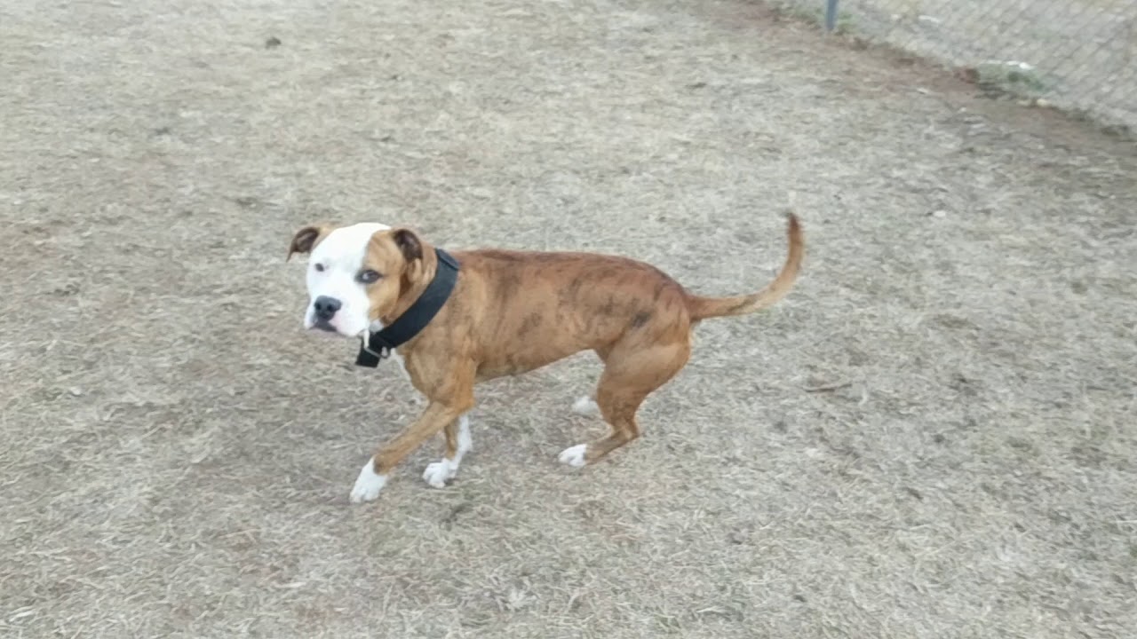 Loki & Piper SAND SPRINGS ANIMAL SHELTER YouTube