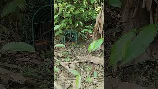 Download Lagu #pikat #ruak2 #amazingtrap #birds MP3