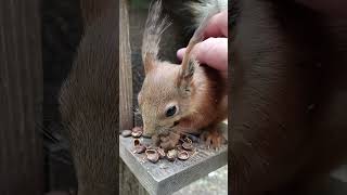 Хорошая ласковая белка / A good affectionate squirrel #squirrel #animals #cuteanimal
