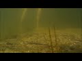 Duarana Zero - The Murky