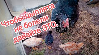 Чтобы цыплята не болели давайте это. Самый лучший природный антибиотик для цыплят. Пришла весна.