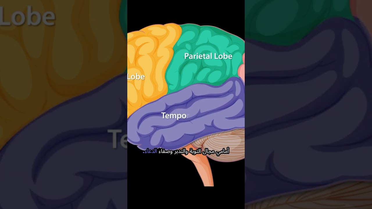 تجلّي الليل: كيف يُعيدك قيام التهجد إلى أعلى مستويات الطاقة الروحية والبيولوجية؟